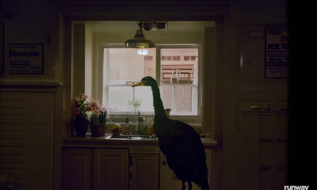 A slow cinematic push in on an ostrich standing in a 1980s k